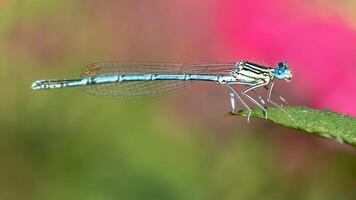 libellula fotografia, avvicinamento tiro di un' libellula nel il naturale ambiente foto