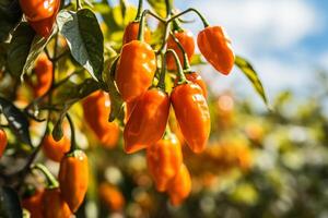 ai generato fresco chili peperoni raccolto a partire dal moderno piantagione, Perfetto per speziato culinario delizie foto