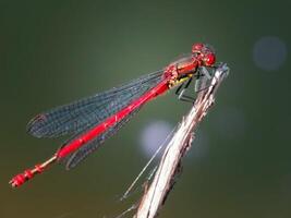 libellula fotografia, avvicinamento tiro di un' libellula nel il naturale ambiente foto