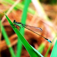 libellula fotografia, avvicinamento tiro di un' libellula nel il naturale ambiente foto