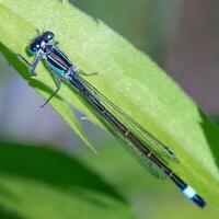 libellula fotografia, avvicinamento tiro di un' libellula nel il naturale ambiente foto