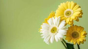 ai generato giallo e bianca gerbera margherite su verde sfondo foto