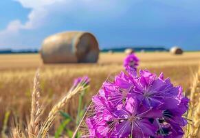 ai generato viola fiori e fieno balle nel il campo foto