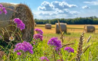 ai generato viola fiori e cannuccia balle su il campo dopo raccogliere foto