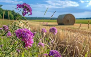 ai generato viola fiori e fieno balla nel il sfondo foto