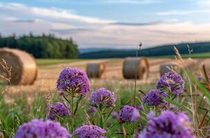 ai generato viola fiori e fieno balle nel il sfondo foto