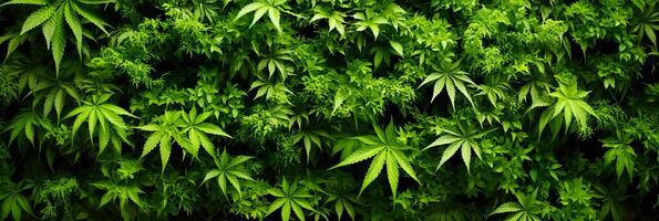 ai generato lussureggiante fresco verde marijuana le foglie sfondo con copia spazio per banner e design progetti foto