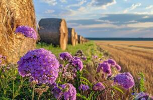 ai generato fieno balle e viola fiori nel il primo piano foto