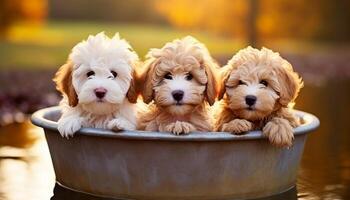 ai generato carino lagotto romagnolo cuccioli con vuoto spazio per su misura testo e copywriting foto