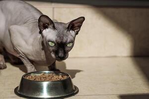 canadese Calvo sphynx gatto con blu occhi mangia asciutto cibo. foto