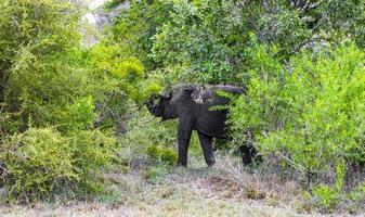 Big Five elefante africano Kruger National Park safari in Sud Africa.