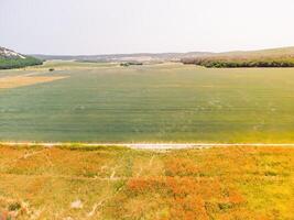 campo di rosso papaveri vicino per verde Grano campo. aereo Visualizza. bellissimo campo scarlatto papaveri fiori con selettivo messa a fuoco. rosso papaveri nel morbido luce. radura di rosso papaveri. papaver sp. nessuno foto