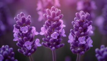 ai generato lavanda campo a tramonto. avvicinamento di lavanda pianta fioritura sotto il sole durante estate. viola fiori a partire dal aromatico pianta lavanda. lavanda e tramonto foto