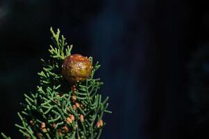 il coni di il cipresso albero. foto