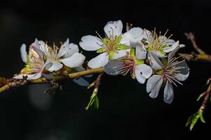 il fiore di il mandorla albero quello fioriture nel primavera. avvicinamento sparo. foto