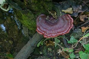 ganoderma, reishi fungo, è Usato nel tradizionale Cinese medicina per trattare malattie. foto