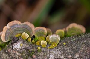 funghi in crescita su alberi. tramete versicolor, anche conosciuto come coriolus versicolor e polyporus versicolor funghi. foto