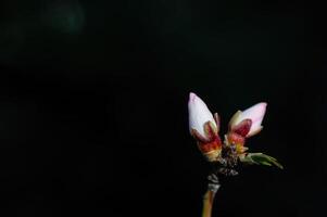 mandorla albero fiori nel germoglio nel molla, avvicinamento. foto