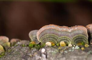 funghi in crescita su alberi. tramete versicolor, anche conosciuto come coriolus versicolor e polyporus versicolor funghi. foto