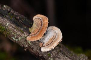 funghi in crescita su alberi. tramete versicolor, anche conosciuto come coriolus versicolor e polyporus versicolor funghi. foto