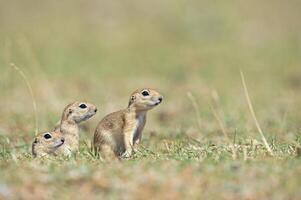 anatolico souslik-terra scoiattolo, spermophilus xanthoprymnus famiglia tra il erbe. foto