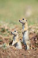 anatolico souslik-terra scoiattolo spermophilus xanthoprymnus guardare su di il nido. foto