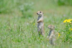 madre terra scoiattolo e bambino terra scoiattolo nel primo piano. carino divertente animale terra scoiattolo. verde natura sfondo. foto