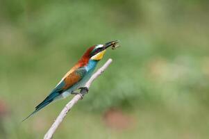 mangiatore di api europeo gruccione, merops apiaster. verde sfondo. colorato uccelli. foto