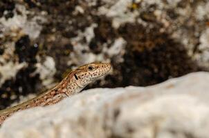 anatololacerta su il roccia nel il selvaggio. foto