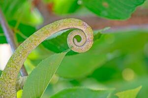 spirale sagomato camaleonte coda. Chamaeleo camaleonte. foto