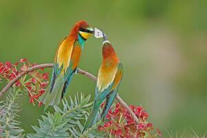 mangiatore di farfalle europeo gruccione, merops apiaster. verde sfondo. colorato uccelli. foto