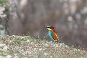 europeo gruccione, merops apiastro nel Nidificazione habitat. foto