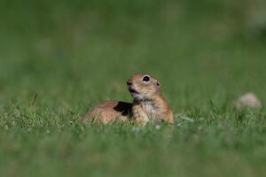 un' scoiattolo nel il verde erba. anatolico souslik, terra scoiattolo, spermafilo xanthoprymnus foto
