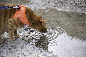 gatto potabile acqua su il strada foto