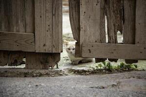 abbandonato e triste gatto foto