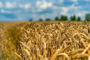 maturo Grano contro bellissimo cielo con nuvole. d'oro Grano. selettivo messa a fuoco. vicino su. foto