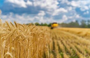 Grano orecchie su il davanti Visualizza. asciutto oro Grano. giallo combinare su sfocato sfondo. foto