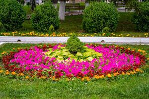 rosa, giallo bianca fiori e verde erba. panoramico Visualizza di colorato aiuole. lussureggiante verde erba prato. foto