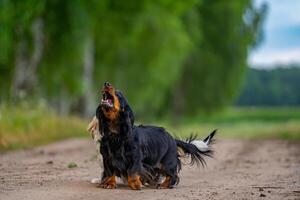 cane giocando fuori. guardare sopra e in esecuzione avanti. natura sfondo. piccolo razza. foto