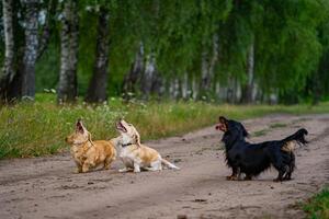 tre cani salto e provando per catturare un' drone. natura sfondo. piccolo razze di animali domestici. foto