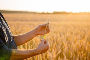 bellissimo Grano orecchie nel uomo mani. raccogliere concetto. luce del sole a Grano campo. orecchie di giallo Grano. vicino su natura foto. idea di ricco raccolto. foto