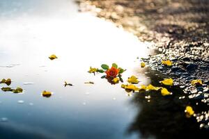 giallo piccolo fiori e uno rosso rosa nel pozzanghera. selettivo messa a fuoco su acqua con fiori. foto