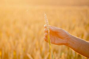 bellissimo Grano orecchie nel mans mani. raccogliere concetto. luce del sole a Grano orecchie.di.campo di giallo Grano i campi nel uomo mani nel il campo. vicino su natura foto. idea di un' ricco raccolto. foto