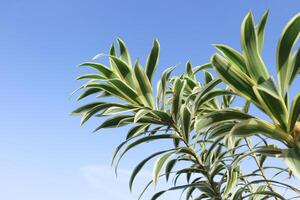 Agave americana io, conosciuto come Pita, appartiene per il Asparagaceae pianta famiglia. foto