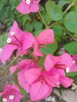 creativo disposizione fatto di verde le foglie e rosa fiore.piatto natura.laica consept foto