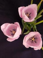 rosa tulipani. rosa tulipano fiore su nero sfondo foto