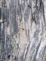 Esposto alle intemperie vecchio Di legno. struttura di anziano marcio Di legno. Vintage ▾ legna sfondo foto