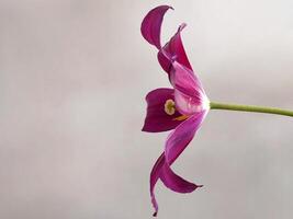 Borgogna tulipano. tulipano fiore. sfondo per saluto carta foto