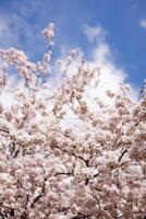 il bellissimo primavera fiori fioritura nel il giardino nel primavera foto