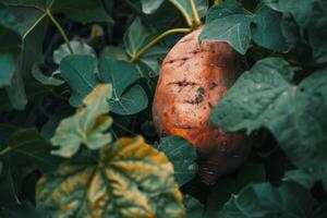 ai generato dolce Patata annidato nel verde le foglie in mostra agricoltura, azienda agricola produrre, freschezza, e biologico natura foto